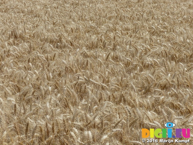 FZ030693 Wheat field